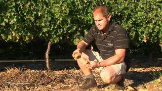 YouTube: Cederberg Sauvignon Blanc