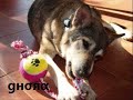 acoge/apadrina un perro (yayos de ANAA)