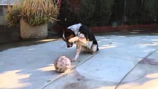 Hundetraining in Perfektion