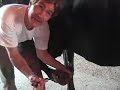 Forgeworks Horse Pedicure Forgeworks Horse Pedicure