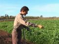 California Organic Flowers - The Organic Garden