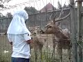 kasih makan kijang di bogor..