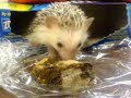 Prickles is chowing down a pumpernickel sandwich Prickles is chowing down a pumpernickel sandwich