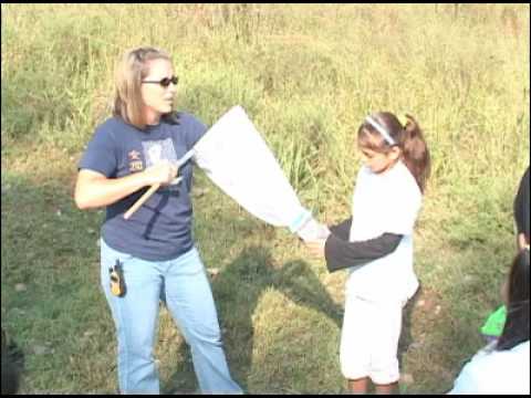 how to collect butterflies