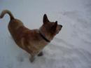 Playing in the Snow (4)