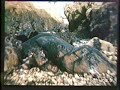 Ouessant mar�e noire Olympic et d�gazage