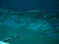 Still more Angelita Cenote