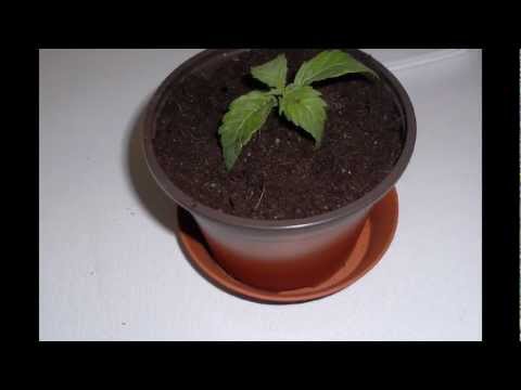 how to transplant autoflower