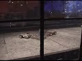 Combots GDC - MW Rumble Combots GDC - MW Rumble
