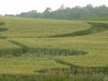 fosston crop circle 2008