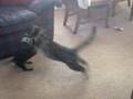 CAT ATTACKS WIENER DOG