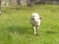 porc dresat