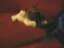 Fuzzy the dog