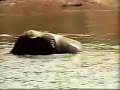 Baby elephant water fun 2