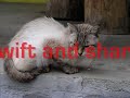 ~*Warrior Cats the Rpg*~ :: Tribute to ThunderClan ~*Warrior Cats the Rpg*~ :: Tribute to ThunderClan