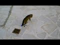 Football Cat At Zakynthos
