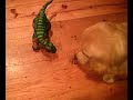 Pleo Hatches, Barley Watches Pleo Hatches, Barley Watches