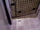 kitten sqeezes body through square