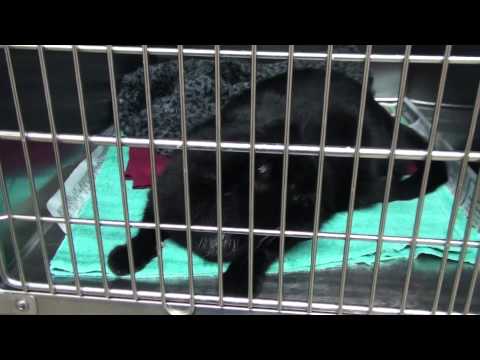 how to cure gingivitis in cats