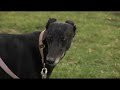 Riding Clubs Festival - Stradbally Hall