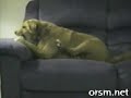 un chien un peut trop idiot un chien un peut trop idiot