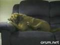 un chien un peut trop idiot
