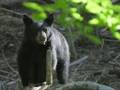 Timothy Seaman Hammered Dulcimer: VA Wildlife, Shenandoah National Park