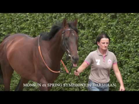 Ballymacoll Stud's Arab Spring at Tattersalls July Sale
