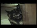 Funny Aroused Alsatian dog