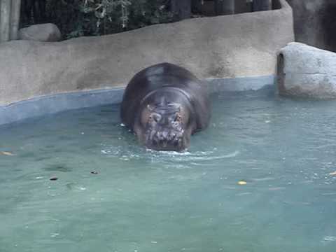 Hippo Surprise