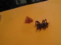 SICK SPIDER