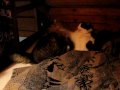 Sheba and Fergus bed battle
