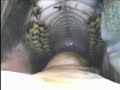 horse dental into the horse\ horse dental into the horse\