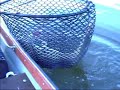 Snoekbaars