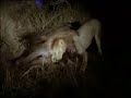 Big   Pussy  Riding Bull to Death