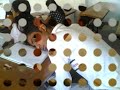 Fooders, SLIET, Longowal (DFP/2K1 & GFT/2K3) Minto Michael