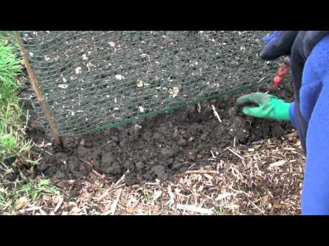 how to grow sugar snap peas uk