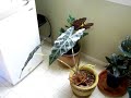 My favorite plant in the world, an elephant ear