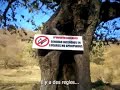 Teuchitlan Guachimontones!