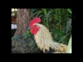 YouTube - build a hen house