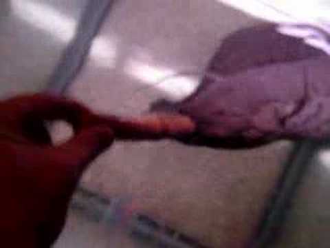 Lungfish