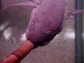 Lungfish