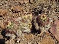 Echinocereus chloranthus Echinocereus chloranthus