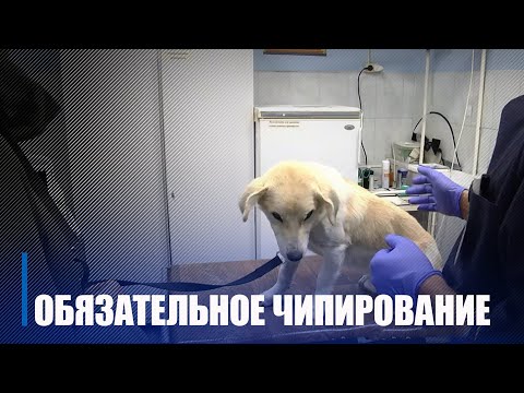 У Беларусі плануюць увесці абавязковае чыпіраванне катоў і сабак видео