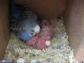 Pascalh74 - Liz and her bubs