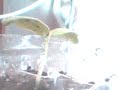 organic cocomber plant 1 month old organic cocomber plant 1 month old