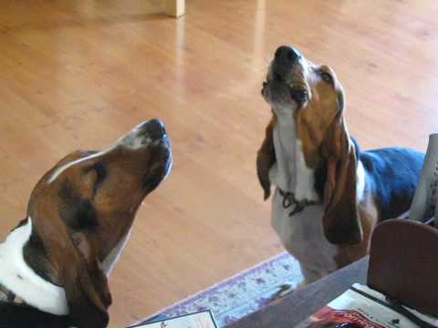 basset hound