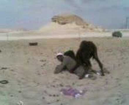 قصة حب البدوي والبعير