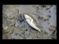 videos de Environmental Waste Management Is Crucial