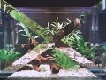 40g Freshwater Tropical Aquarium with Baby Bristlenose Plecs